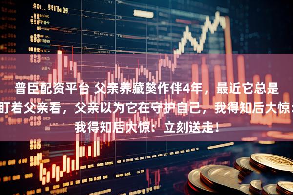 普臣配资平台 父亲养藏獒作伴4年，最近它总是半夜蹲床边盯着父亲看，父亲以为它在守护自己，我得知后大惊：立刻送走！